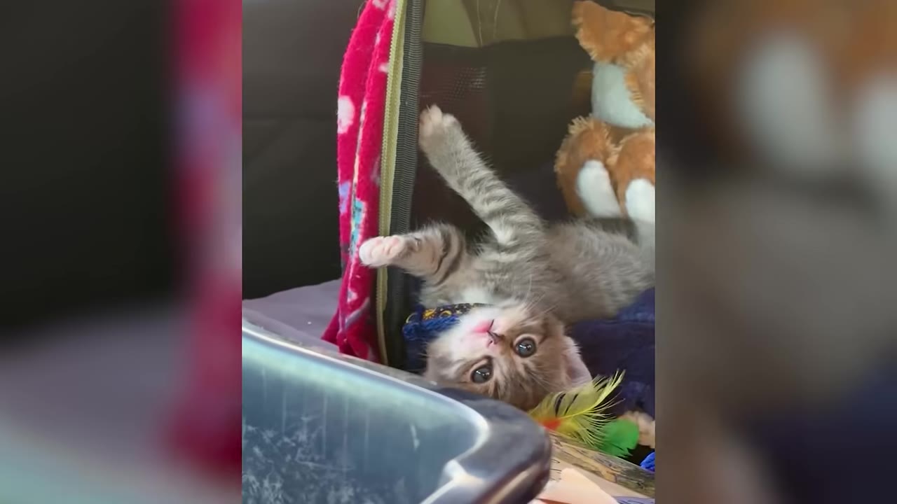 A small tabby kitten lying playfully on its back inside a car, looking up at the camera with wide eyes.