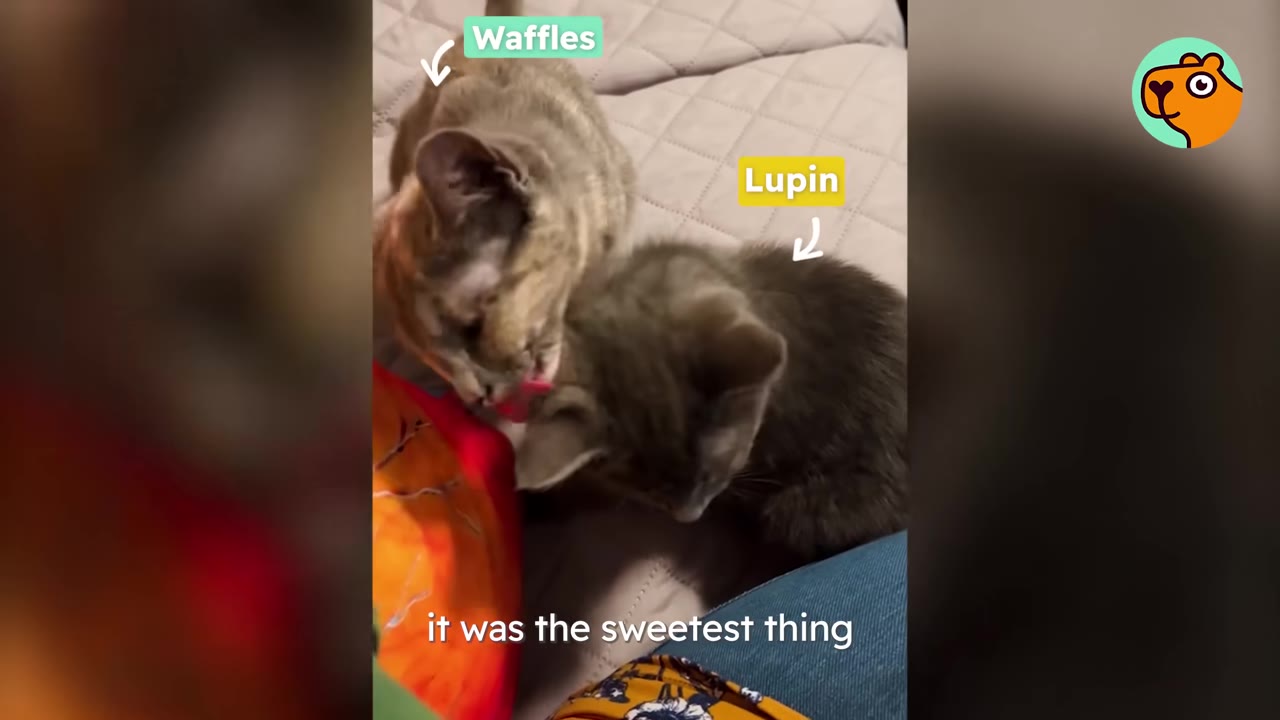 Two kittens, labeled Waffles and Lupin, are reunited on a blanket, with one kitten licking the other's head.