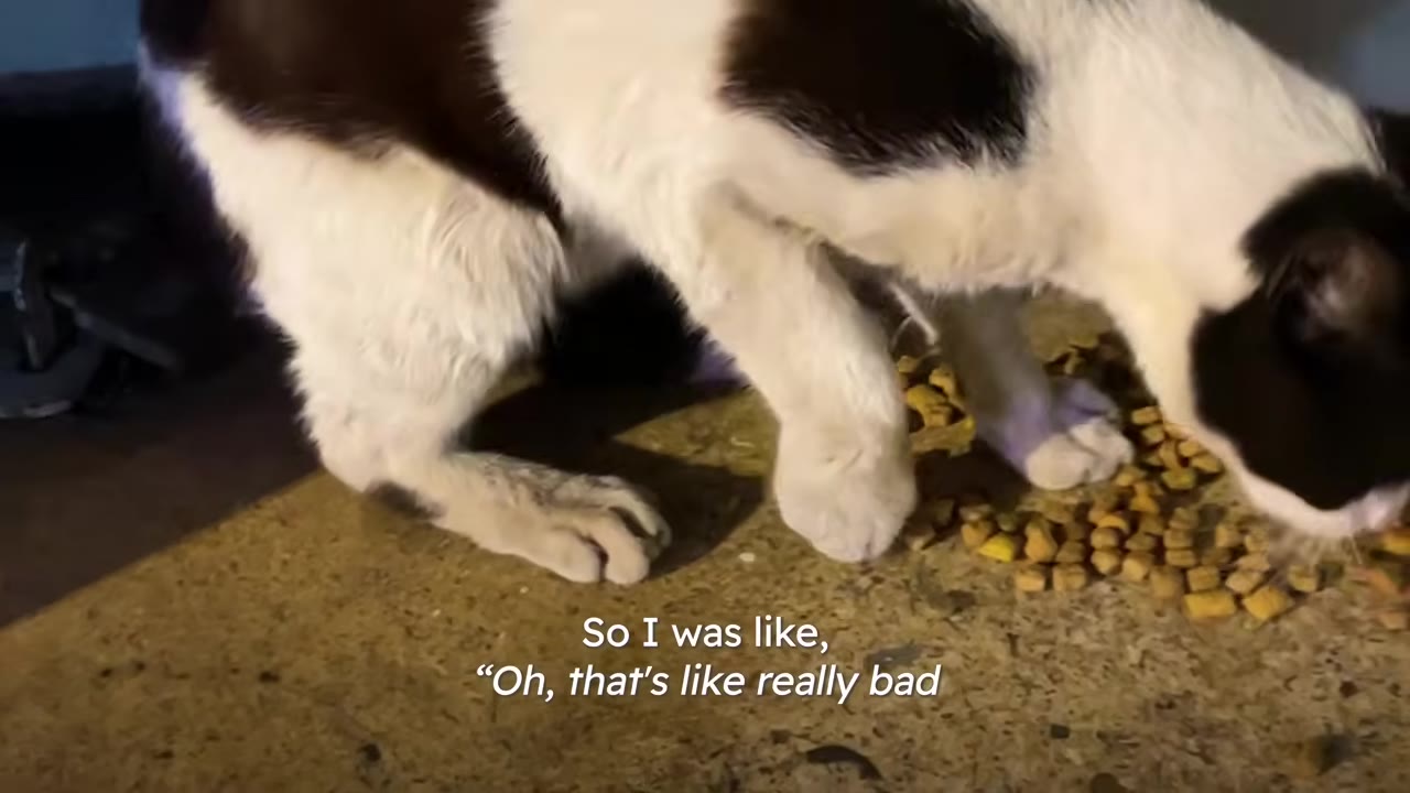 A black and white stray cat eating dry food on the ground, with its front right leg appearing swollen.