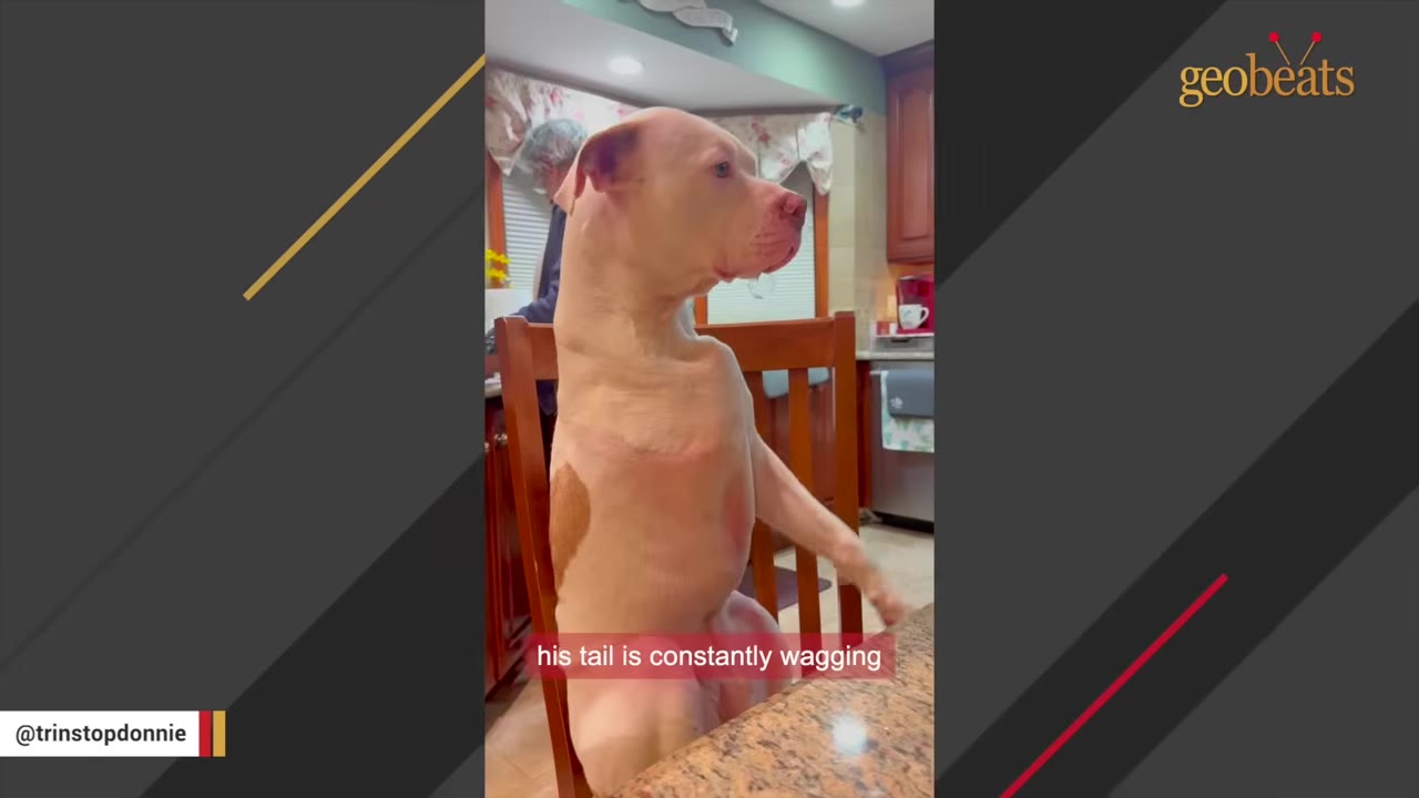 A light-colored pit bull sits upright on a wooden chair at a kitchen table, looking goofy and attentive.