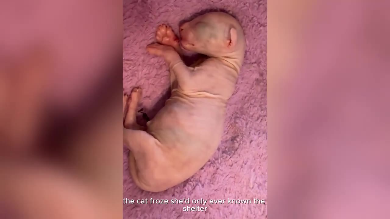 A tiny, hairless Sphynx kitten curled up on a soft pink blanket.