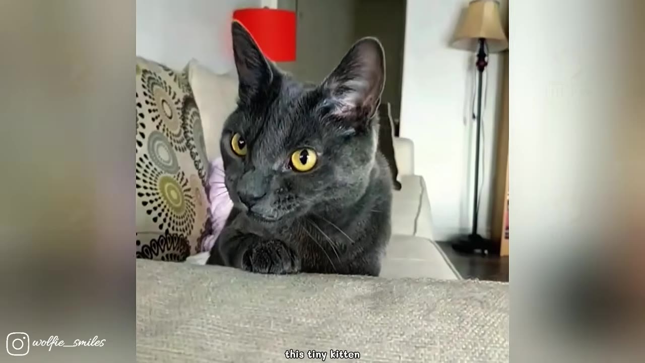 A grey cat with bright yellow eyes sits on a couch, looking attentively to the side.