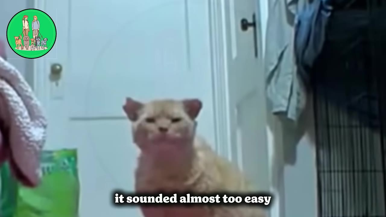 A close-up of a grumpy-looking light orange cat sitting indoors, looking directly at the camera.
