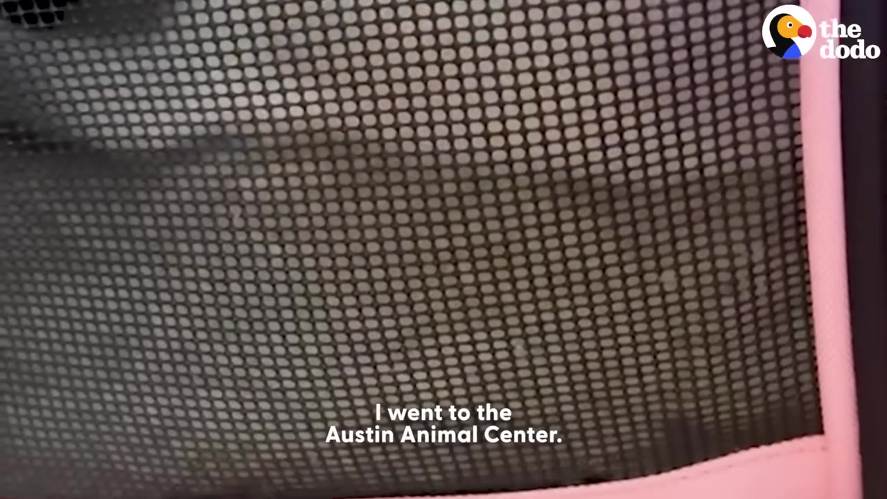 A close-up shot of a black mesh window on a pink pet carrier.