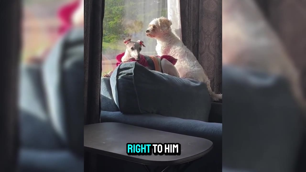 A small greyhound-type dog wearing a red sweater sits upright on the back of a blue couch next to a fluffy white dog looking out a window.