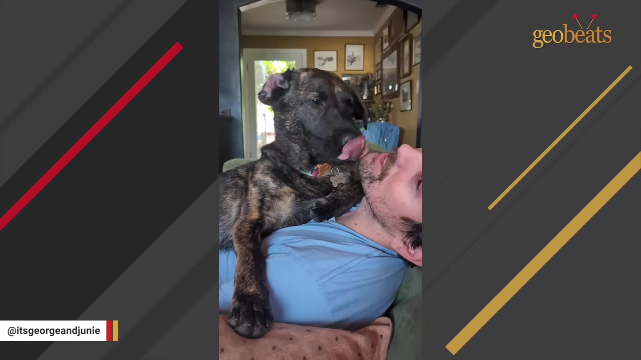 A brindle dog lies on a man's chest and affectionately licks his face.