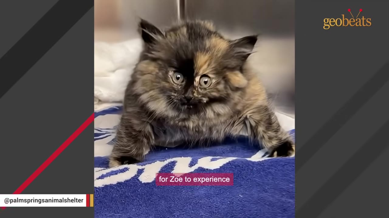 A close-up shot of a small, fluffy tortoiseshell kitten named Zoe looking wide-eyed and vulnerable while sitting on a blue towel.