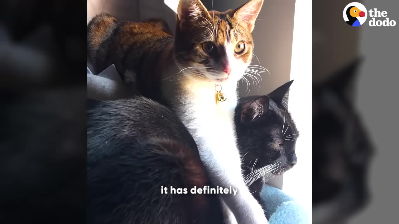 A calico cat with a gold bell collar sits closely on top of a black cat near a window.