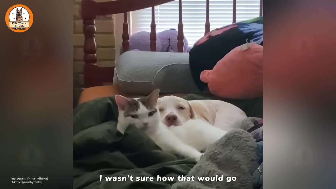A white and brown cat cuddles closely with a light-colored dog on a bed with blankets.