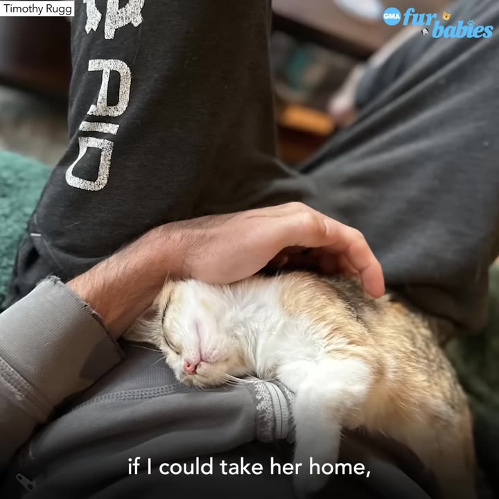 A small calico kitten sleeping peacefully on a person's chest while a hand gently strokes her head.