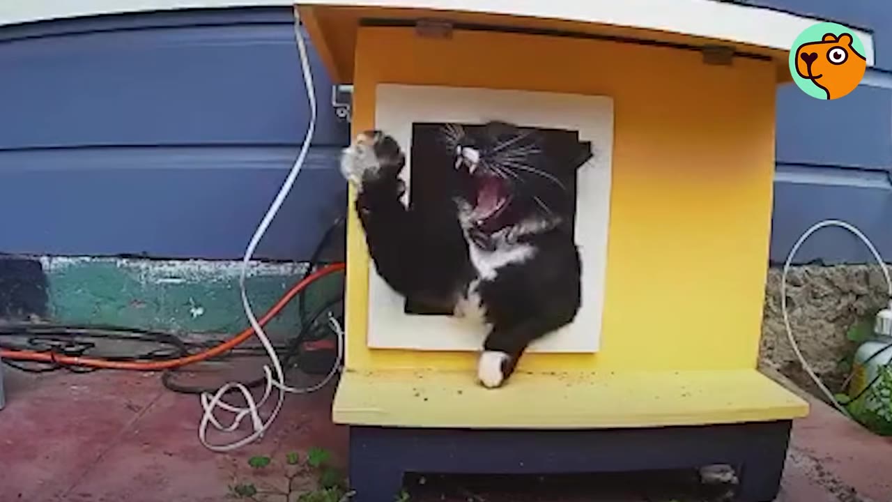 A black and white tuxedo cat with its mouth wide open in a yawn climbs out of the square door of a yellow outdoor cat house.