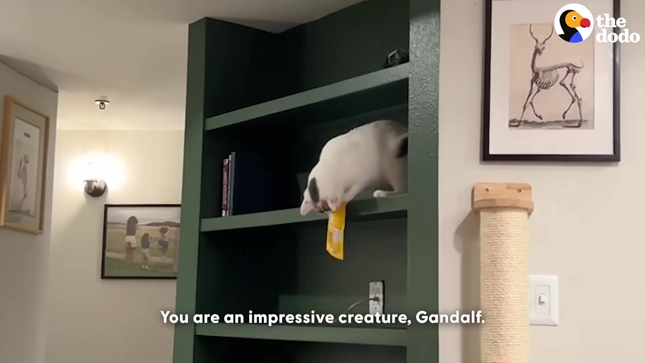 A white cat with grey spots stands on a green bookshelf, leaning down to sniff a yellow object.