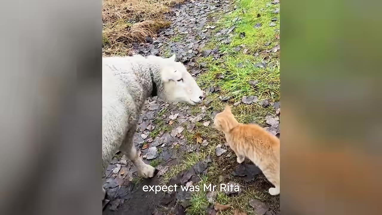 A large white sheep leans down to sniff a small orange tabby cat on a grassy path covered with fallen leaves.