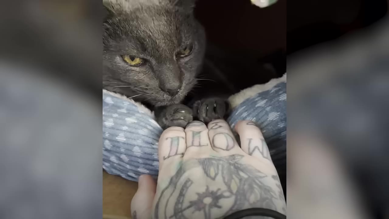 A close-up of a grey cat resting in a blue patterned pet bed, placing its paws on a person's tattooed hand.