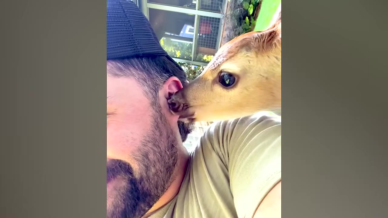 A close-up shot of a young deer gently nuzzling the ear of a bearded man wearing a black cap.