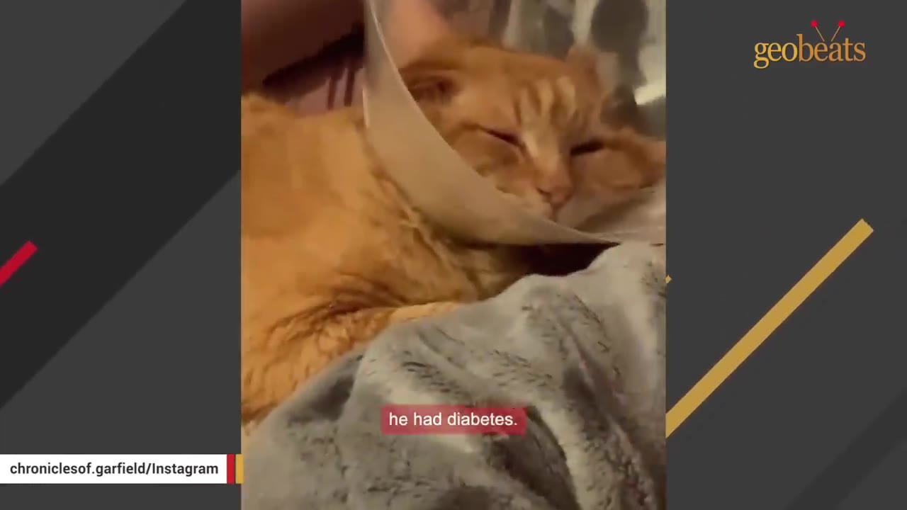 An orange cat wearing a plastic veterinary cone rests on a soft blanket.