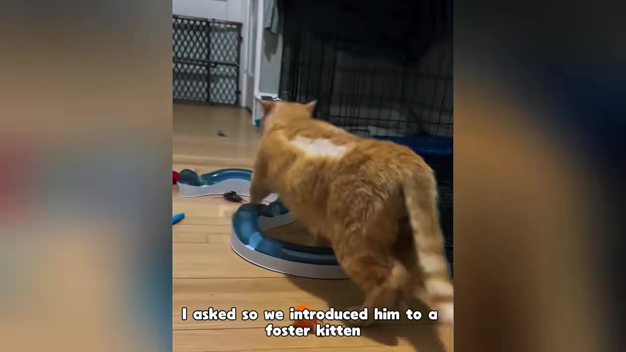 An orange cat with a shaved patch on its back walks on a wooden floor next to a blue and white cat toy track.