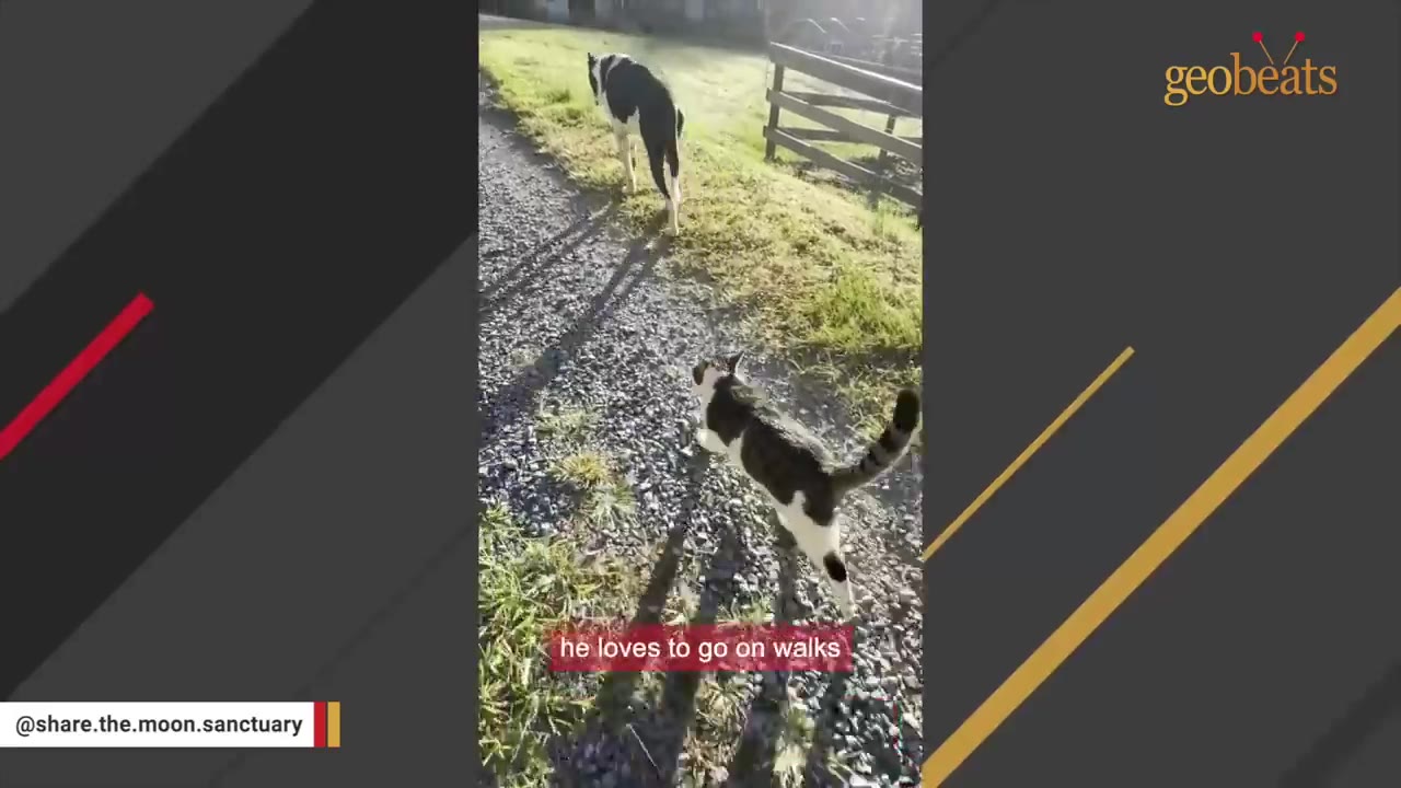 A black and white cat walks along a gravel path behind a black and white dog.