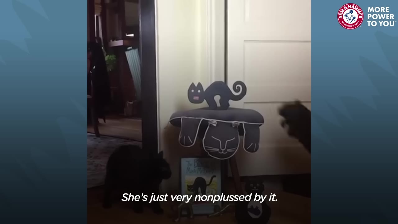 A black cat sits on the floor looking unimpressed next to a cat-themed stool, with the text 'She's just very nonplussed by it.' on screen.