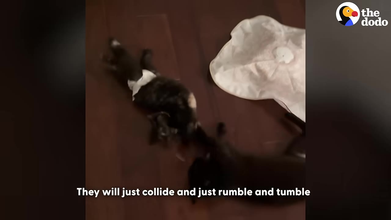 A black cat and a smaller tortoiseshell kitten wearing a diaper play together on a dark wooden floor.