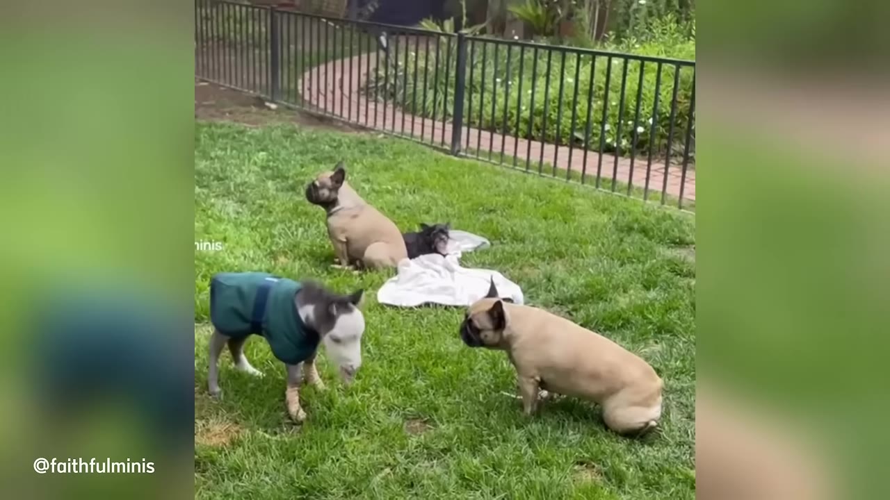 A miniature horse wearing a green coat stands on a grassy lawn, facing a French bulldog.