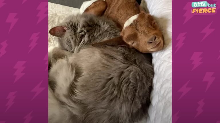 North Carolina Sanctuary Took In 2-Pound Rejected Goat, But Watch Who She Chooses As Her Best Friend