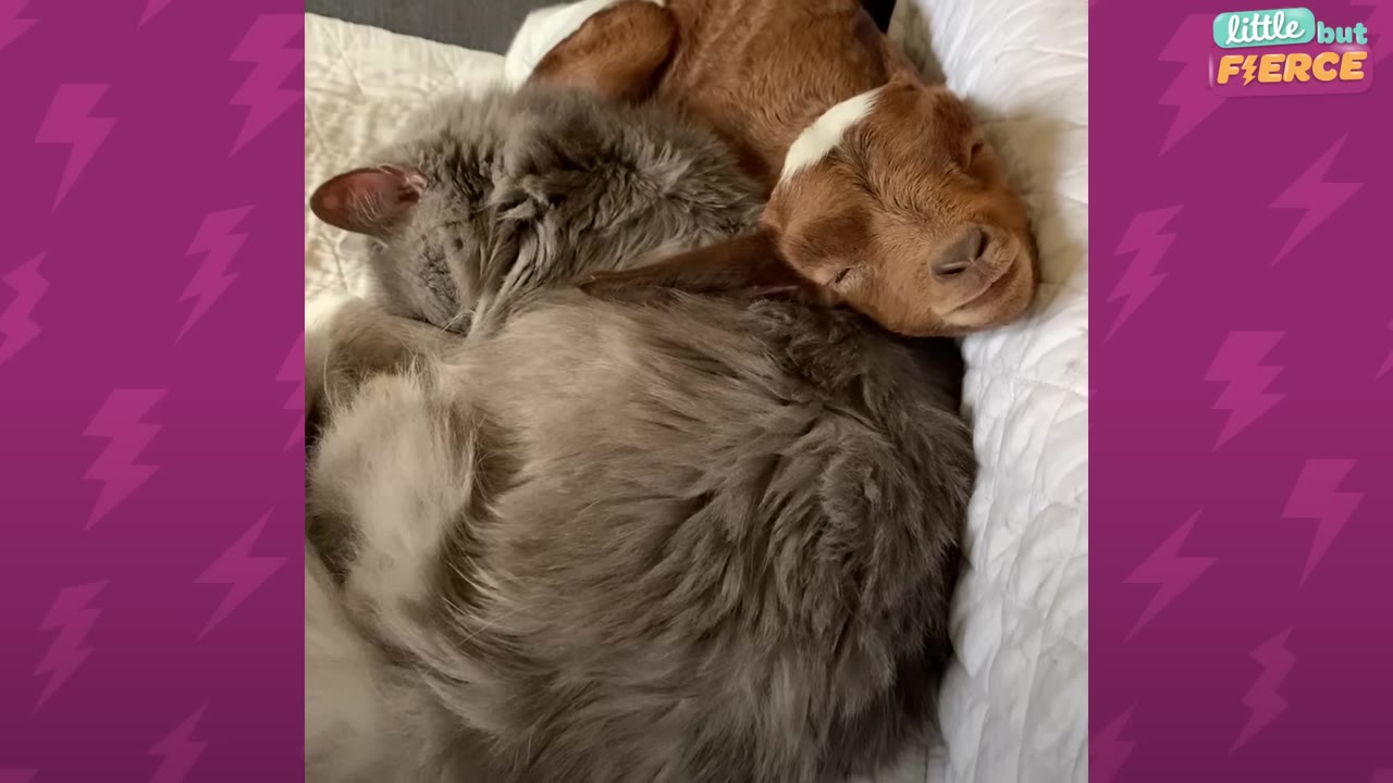 A small brown baby goat with a white patch on its head sleeps curled up next to a fluffy grey cat on a bed.