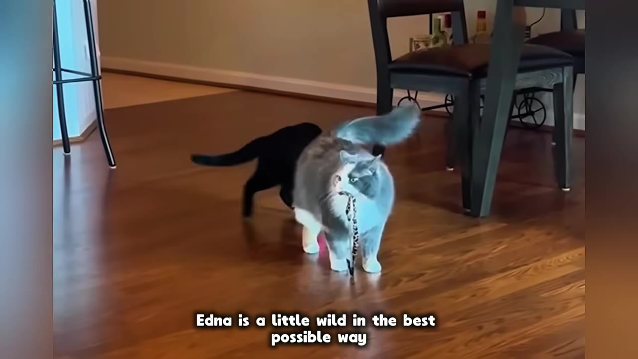 A fluffy grey and white cat walks across a wooden floor carrying a toy in its mouth, while a black cat walks behind it.