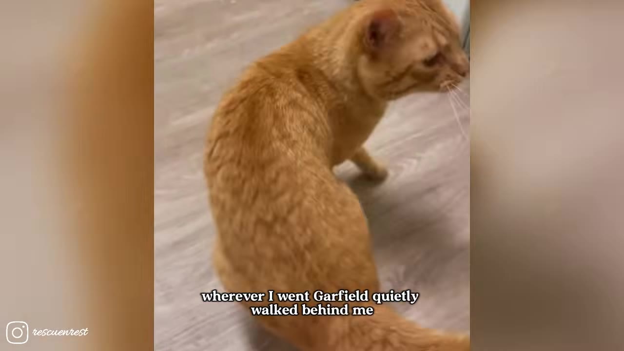 An orange tabby cat standing on a wooden floor, looking forward as if following someone.