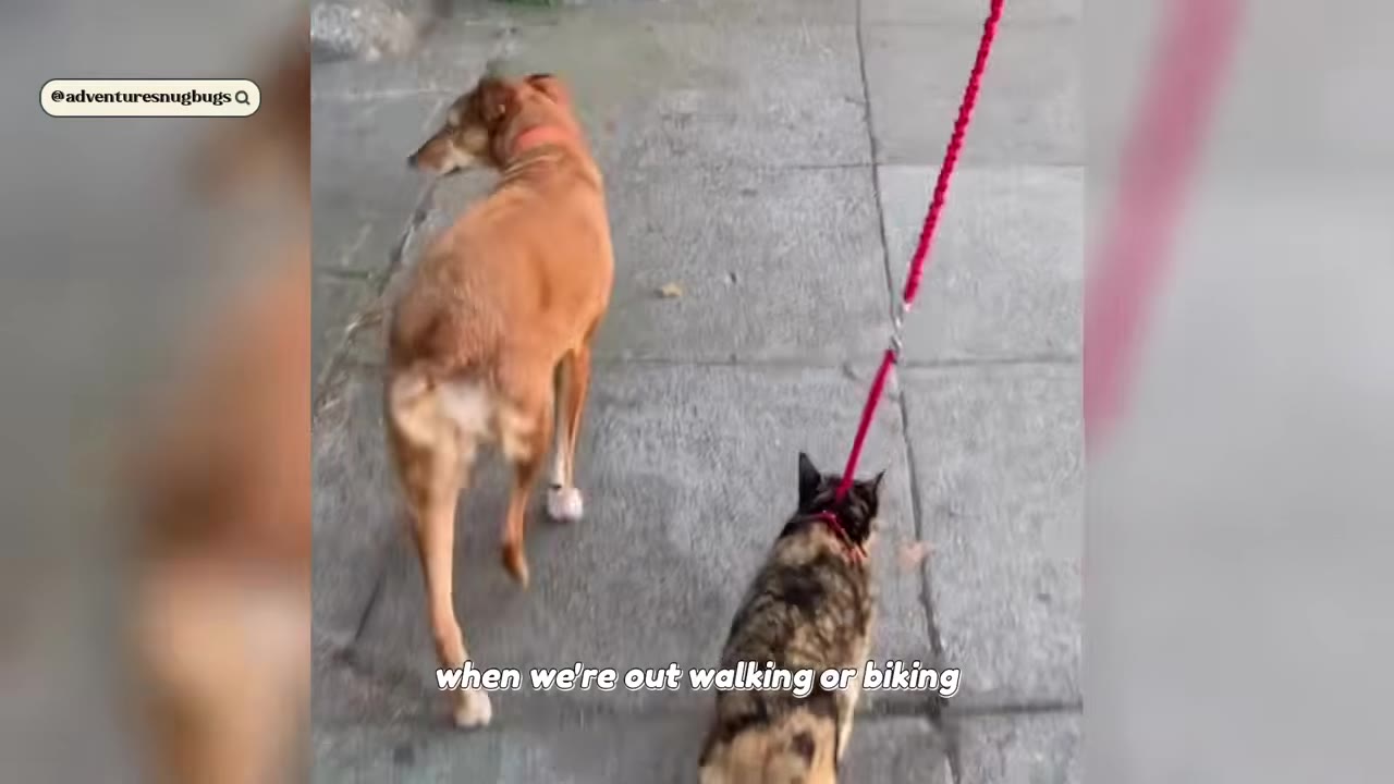 A brown dog on a sidewalk turns its head back to look at a calico cat walking behind it on a red leash.