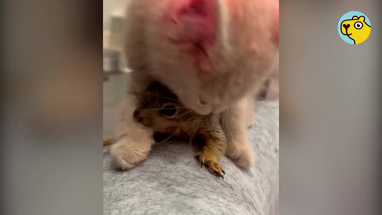 A close-up shot of a light orange kitten gently holding and cuddling a small baby squirrel on a grey surface.