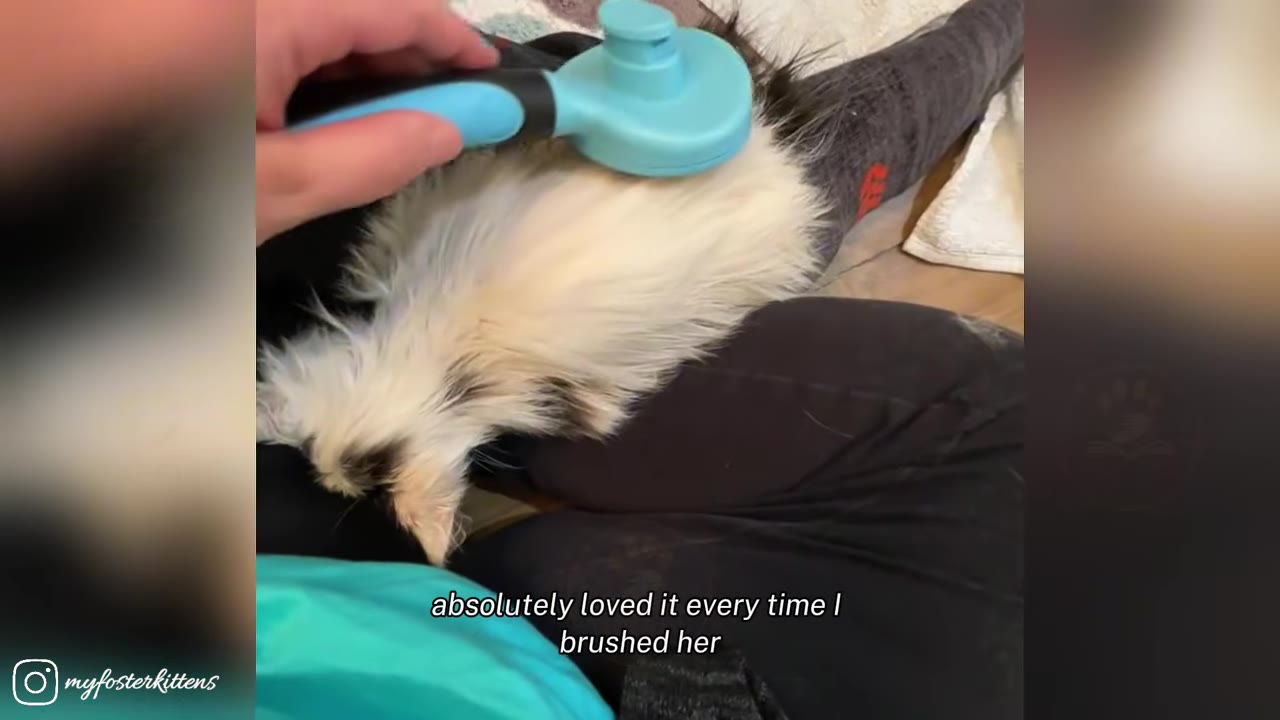 A person's hand uses a light blue pet brush to gently groom a fluffy, long-haired kitten resting on their lap.