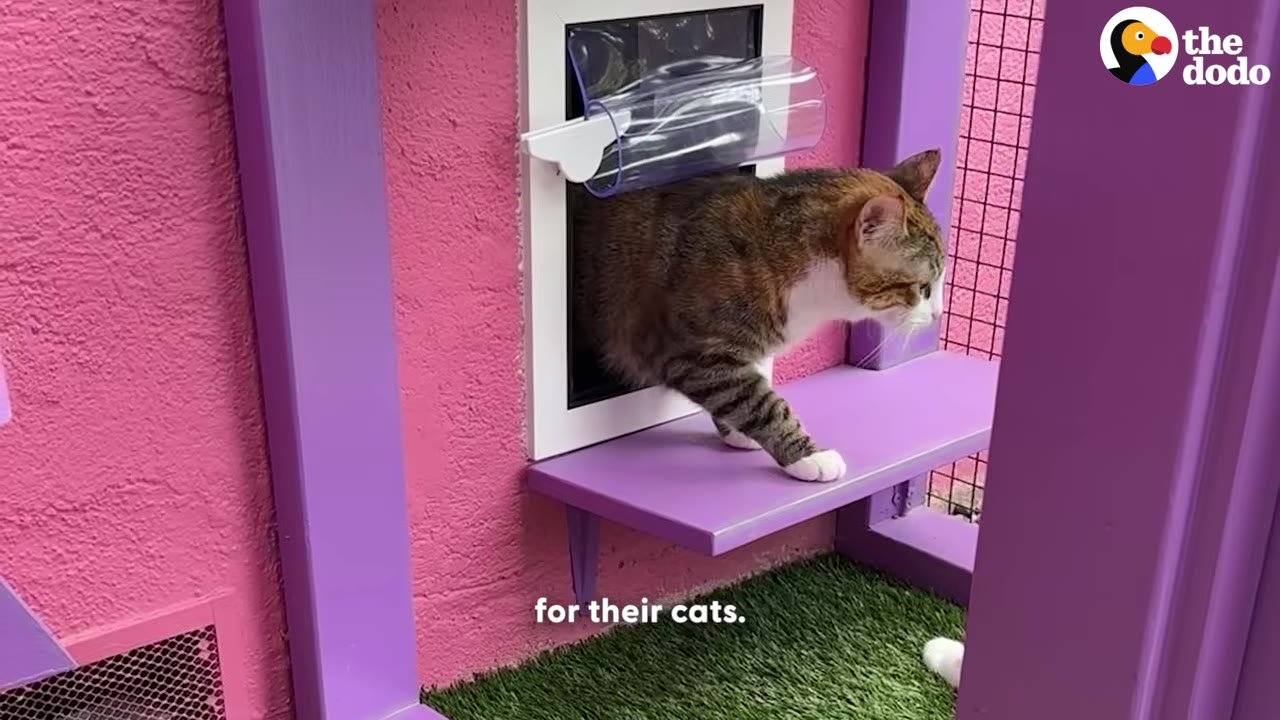 A calico cat steps out of a cat door onto a purple platform of a pink outdoor cat enclosure.