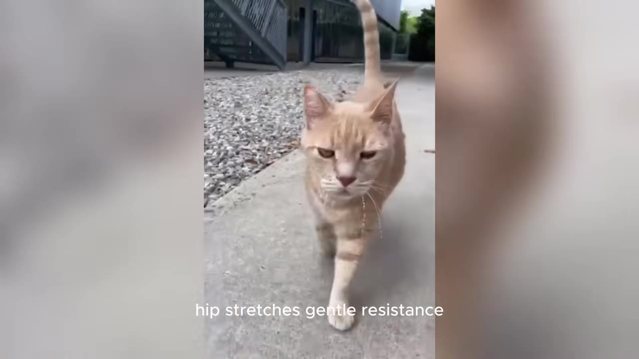 An orange tabby cat walking forward on a concrete path with its tail raised.