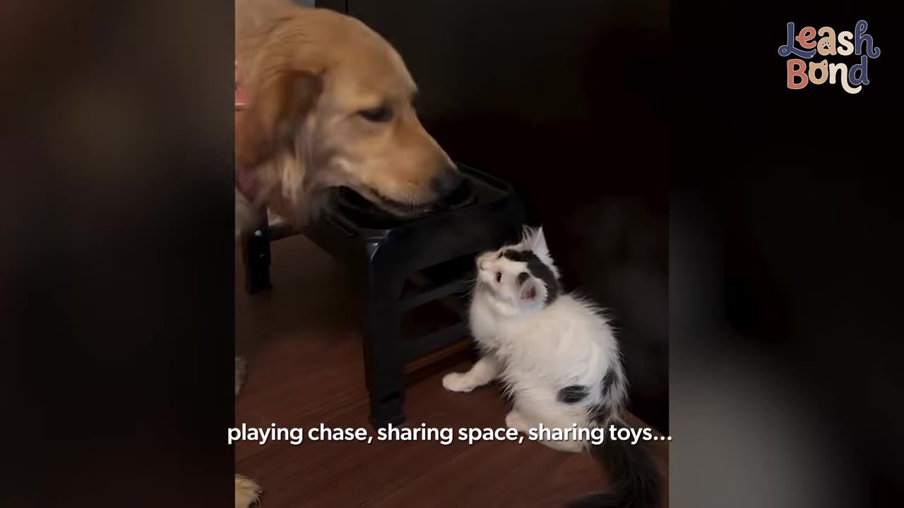A golden retriever gently leans its snout towards a small, fluffy black-and-white kitten sitting on the floor.