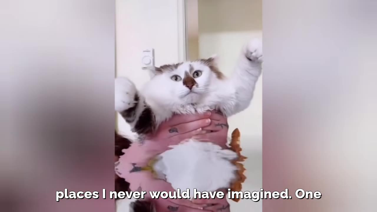 A fluffy white and brown cat with wide, anxious eyes is held up by a person, its paws raised in a startled gesture.