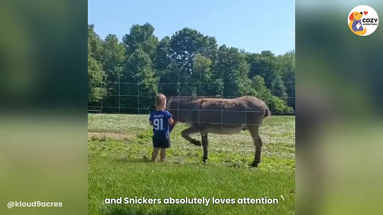 A young boy wearing a blue sports jersey with the number 91 stands by a wire fence, interacting with a brown donkey on a grassy field with trees in the background.
