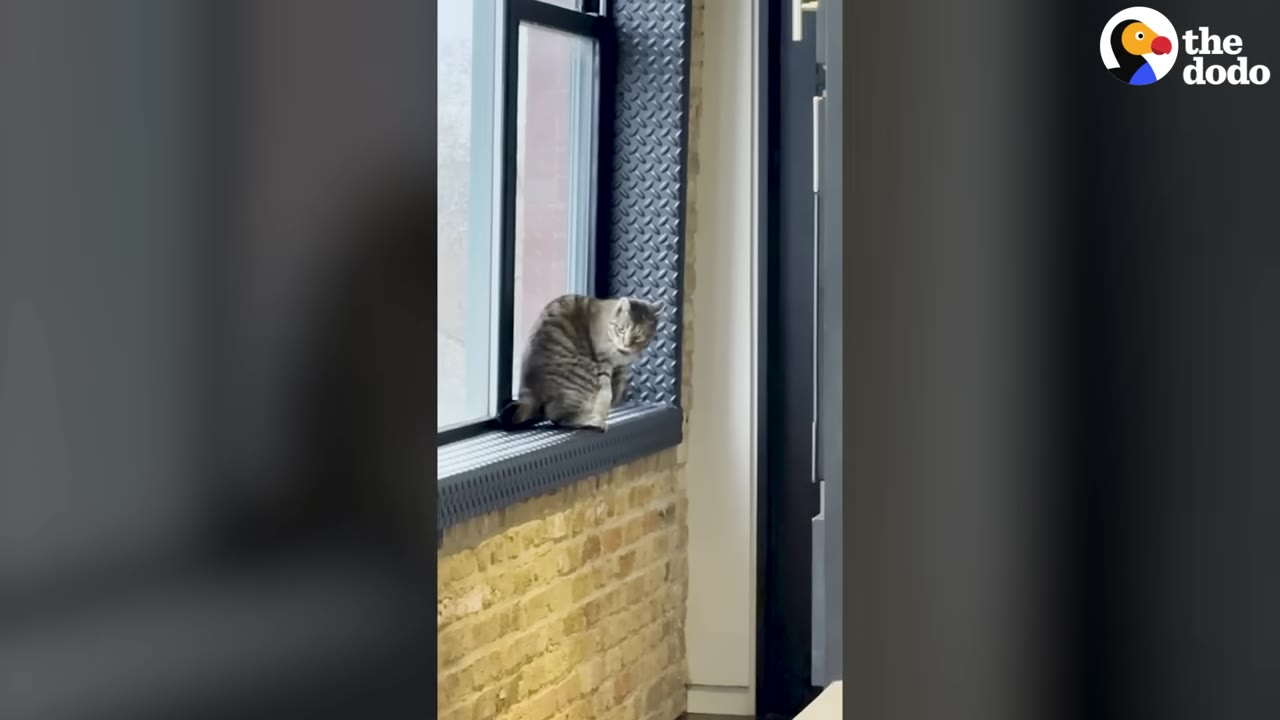 A tabby cat sitting on a window sill inside a room with brick walls.