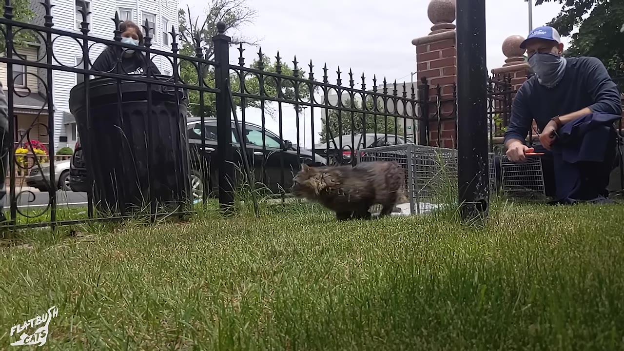 A fluffy grey cat walks out of a metal trap cage onto a grassy lawn, watched by two people behind a black metal fence.