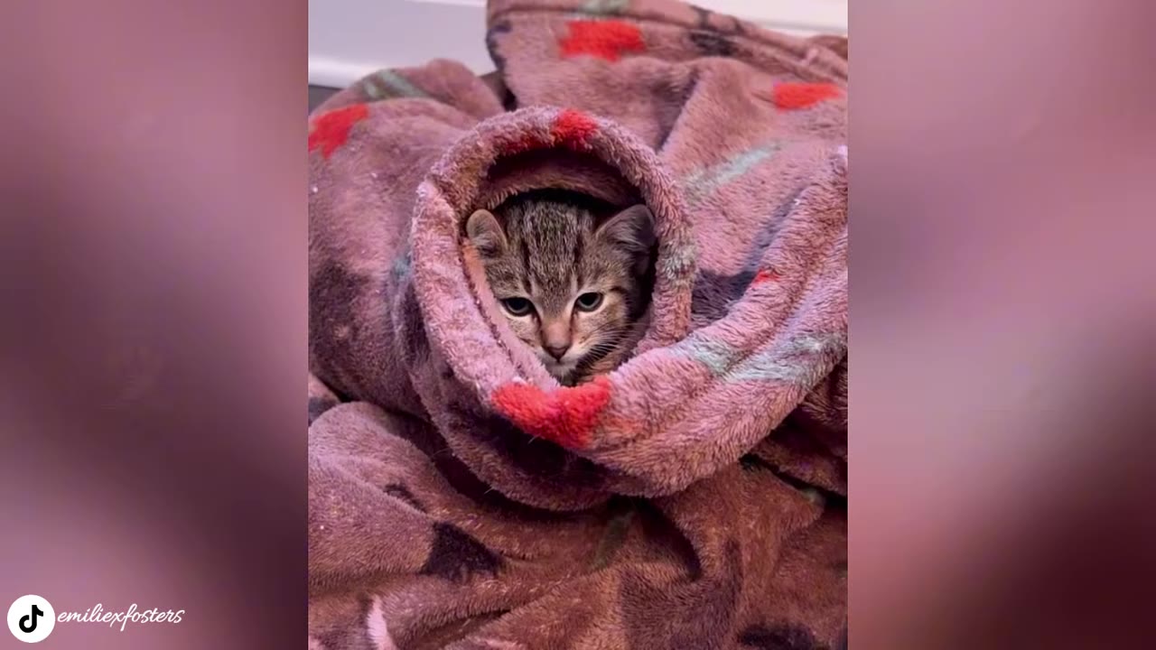 A tiny tabby kitten wrapped snugly inside a rolled-up brown and red patterned blanket, looking directly at the camera.