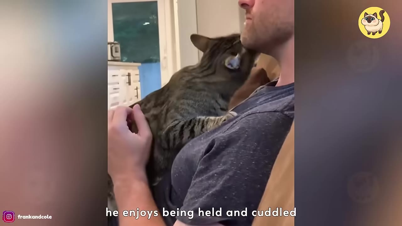 A tabby cat cuddles close to a man's chest and chin while being held.
