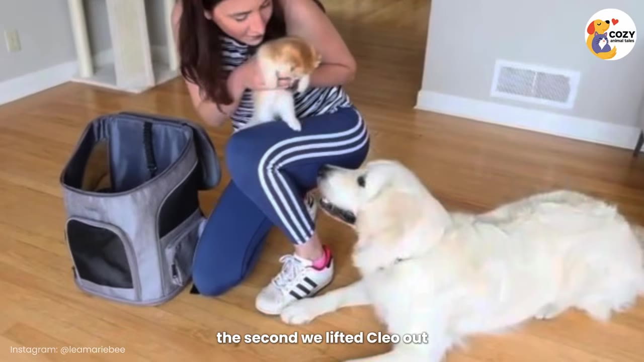 A woman kneels on a wooden floor holding a small orange kitten, while a large white dog lies beside her looking up at the kitten.