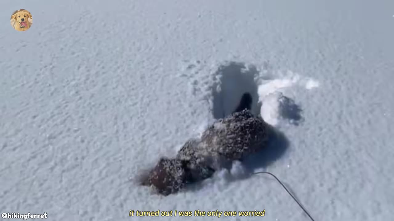 A small brown ferret on a leash walks through deep, powdery white snow, leaving a trail behind it.