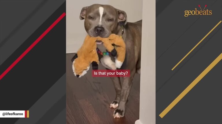 Georgia Shelter Dog Labeled Nuisance Gets Adopted, Then Surgery Reveals Her Heartbreaking Secret