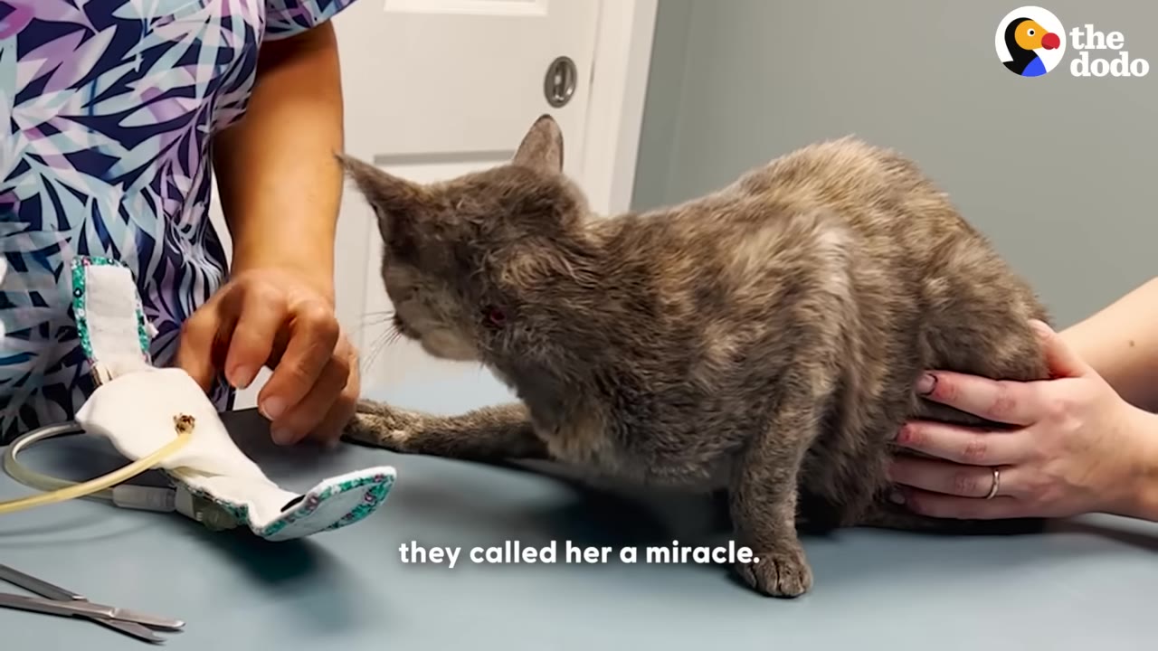 A grey cat stands on an examination table while being supported by a person's hands, with medical equipment nearby.