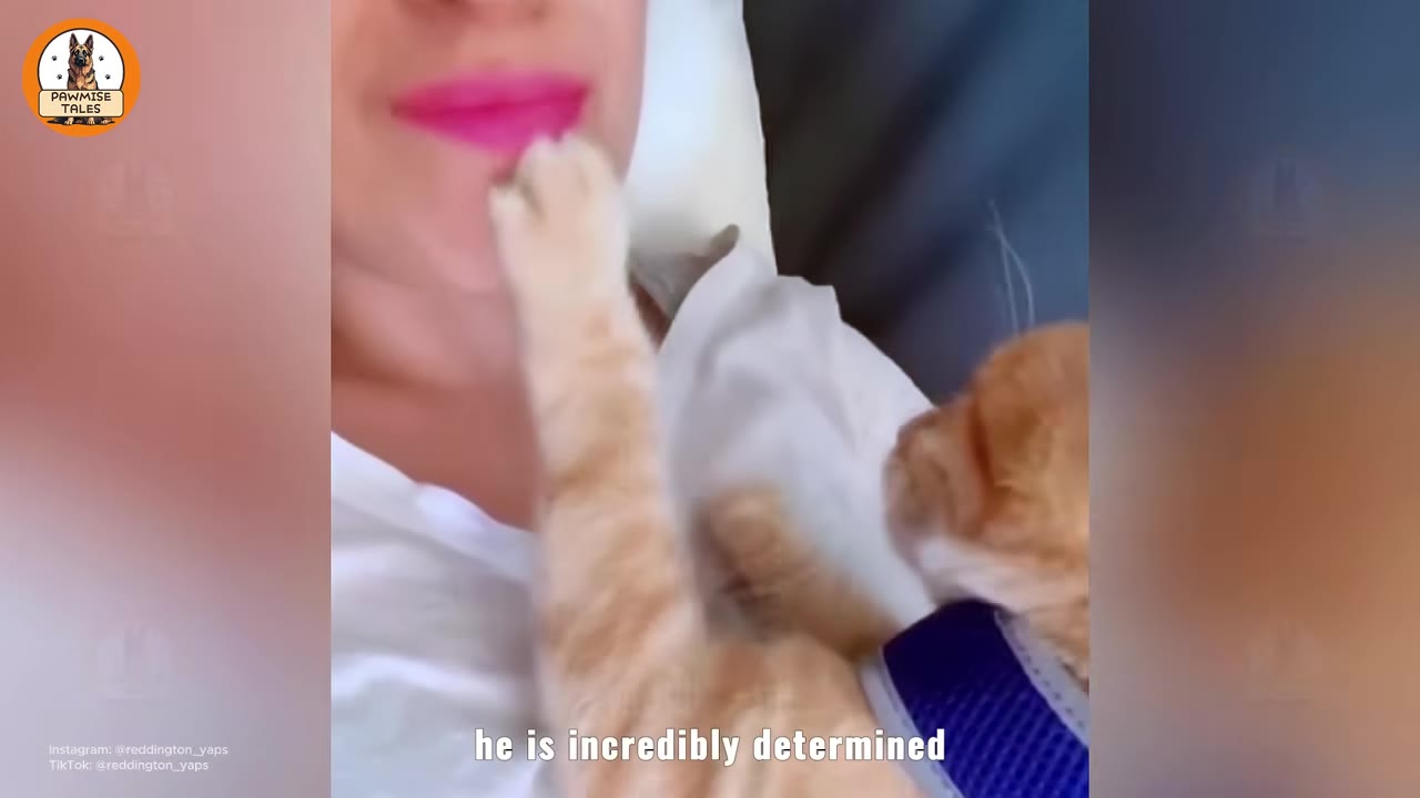 An orange cat reaches its paw up to touch a person's lips while wearing a blue harness.