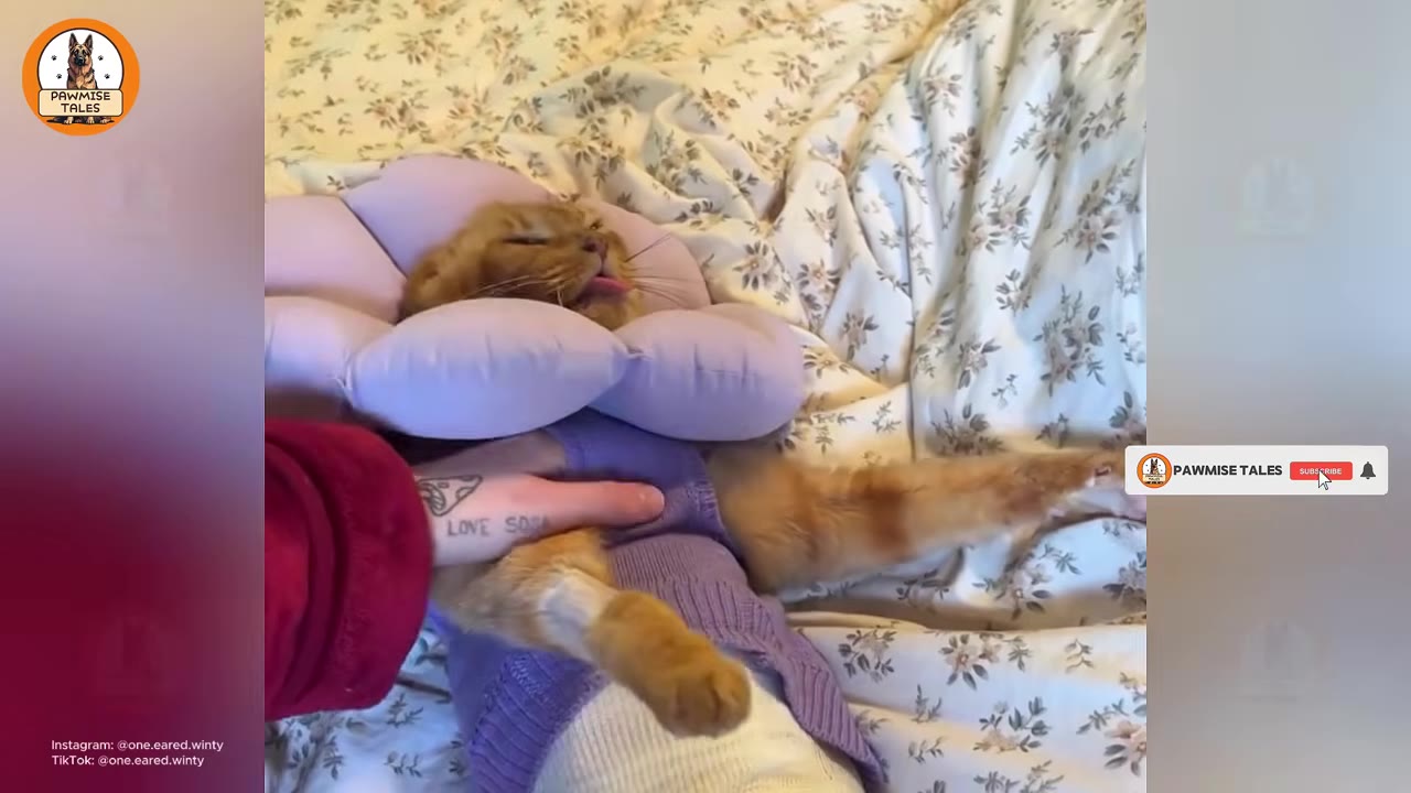 An orange cat wearing a purple flower-shaped recovery collar lies on a floral bedsheet while being gently petted.
