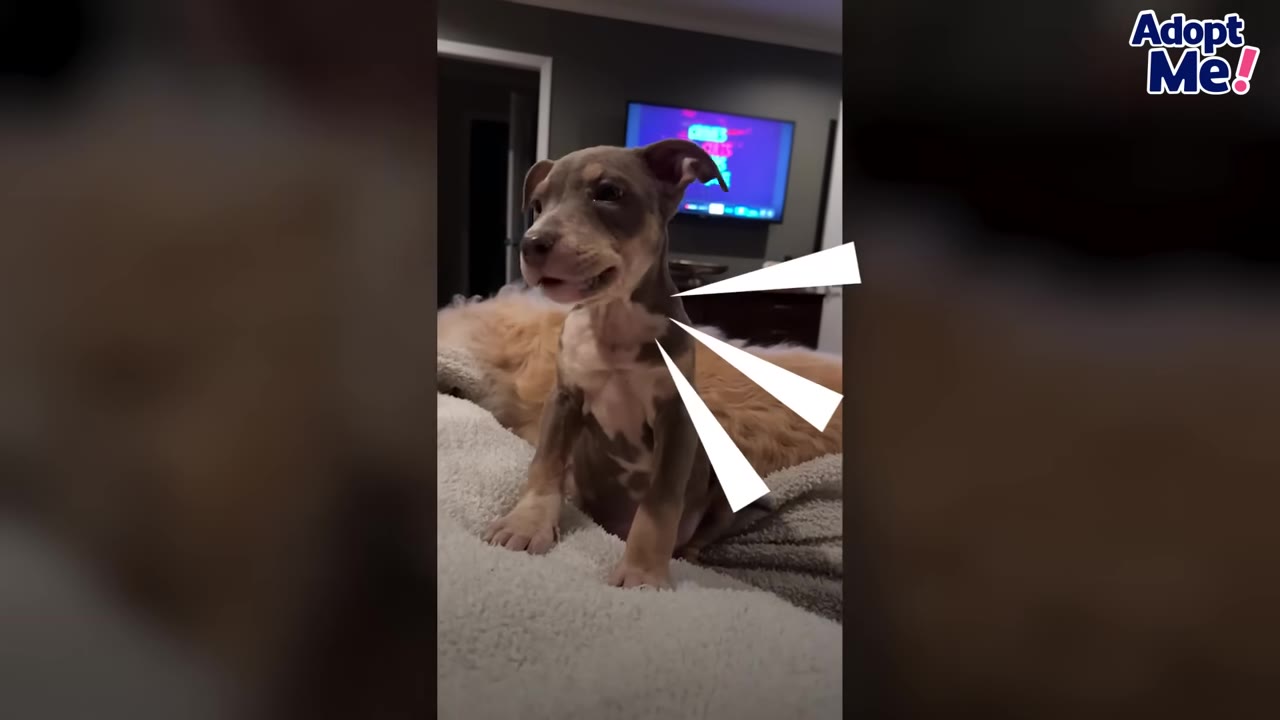 A small brown and white puppy sitting on a bed with its mouth open, with white graphic lines indicating vocalization radiating from its neck.