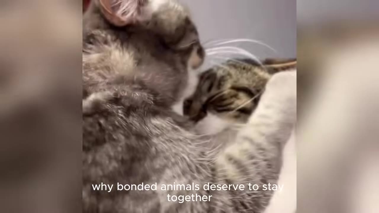 A close-up shot of two tabby cats cuddling and hugging each other tightly.