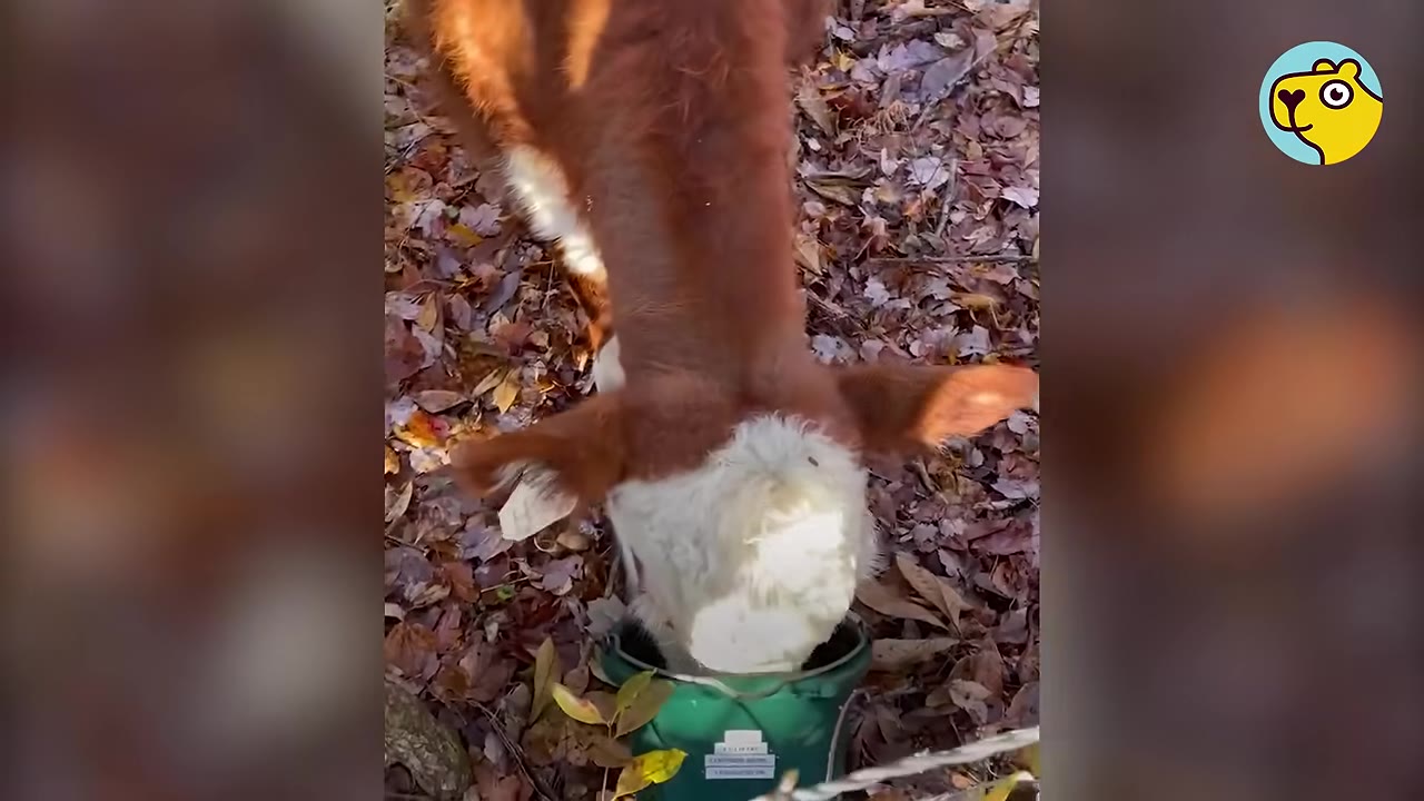 A close-up, high-angle shot of a brown and white cow eating from a green bucket on a ground covered with dry autumn leaves.